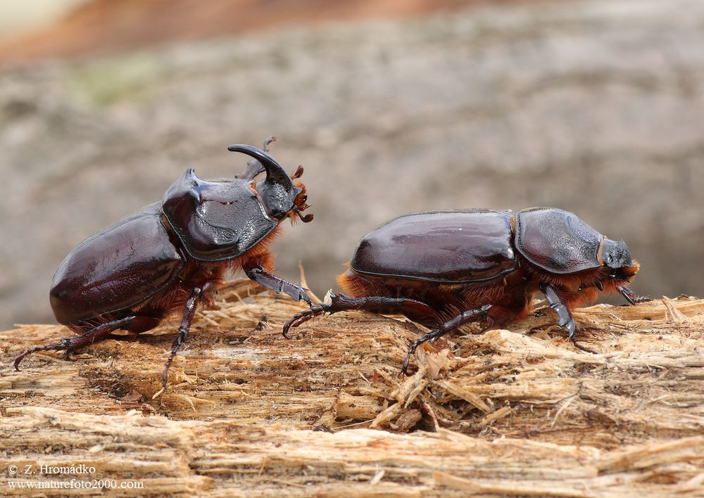 European Rhinoceros Beetle, Oryctes nasicornis ondrejanus, Scarabaeoidea, Oryctini (Beetles, Coleoptera)